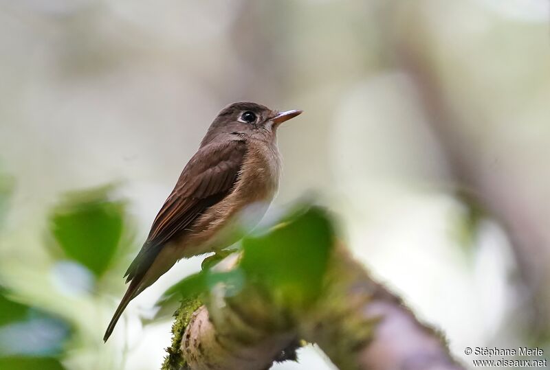 Brown-breasted Flycatcheradult