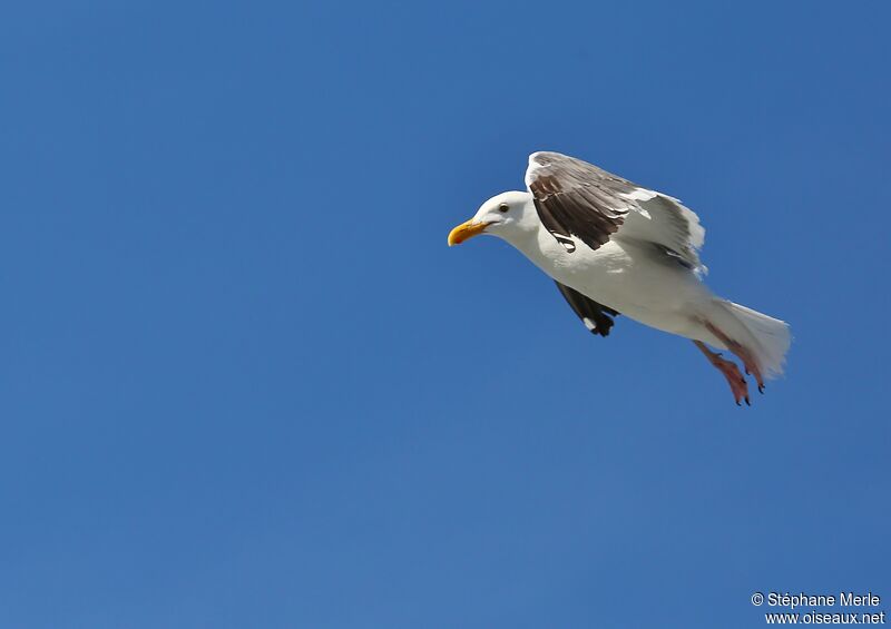 Western Gull