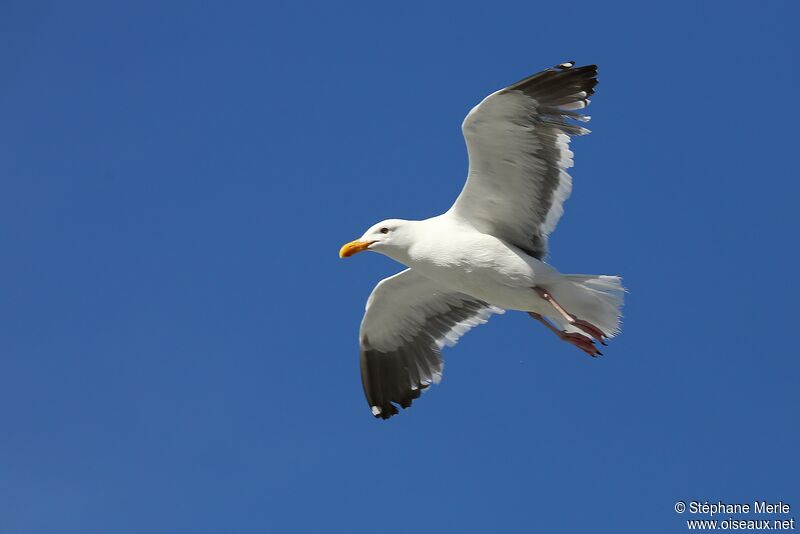 Goéland d'Audubon