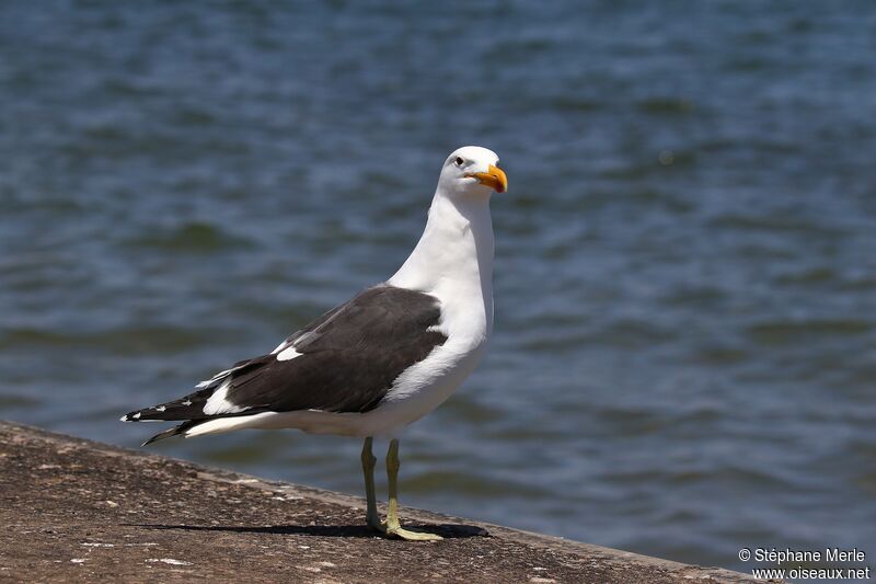 Goéland dominicainadulte