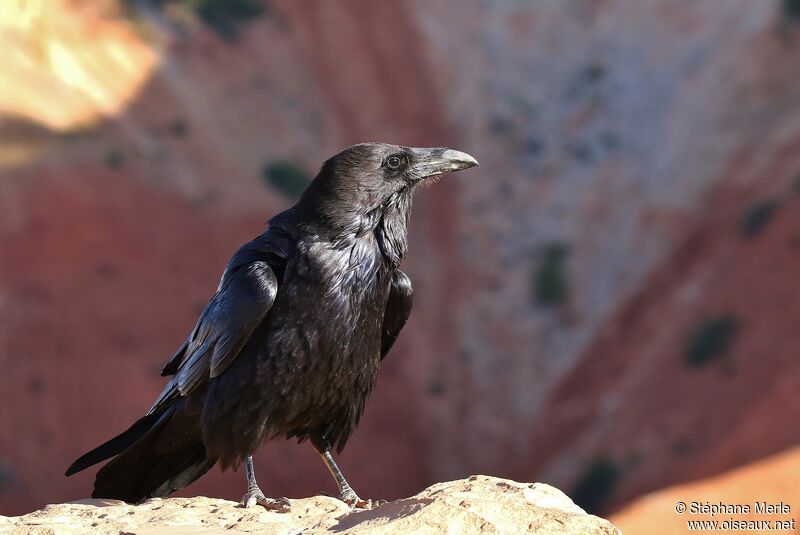 Northern Ravenadult