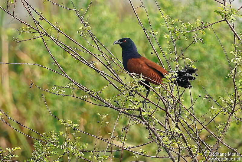 Greater Coucal