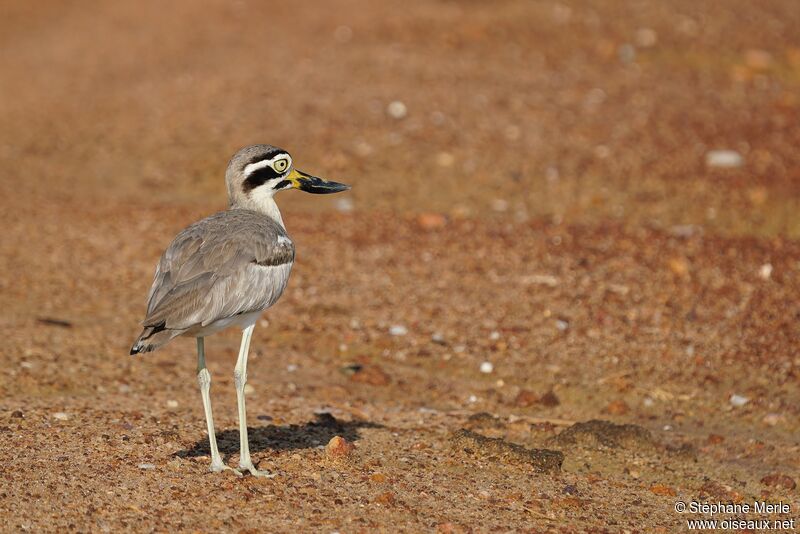 Great Stone-curlewadult