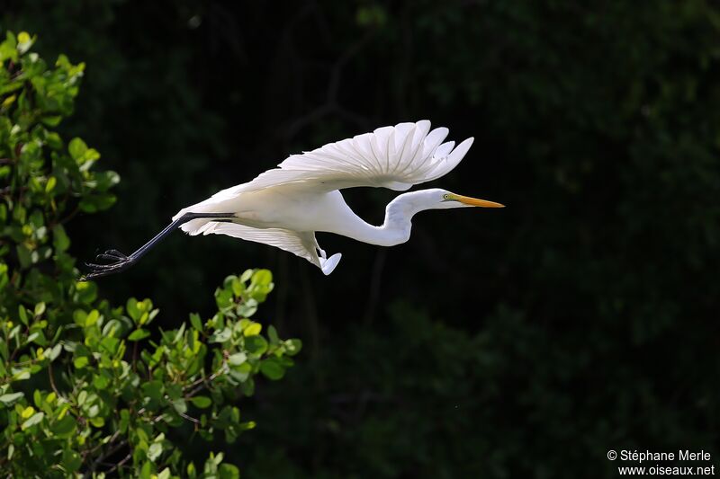 Great Egret