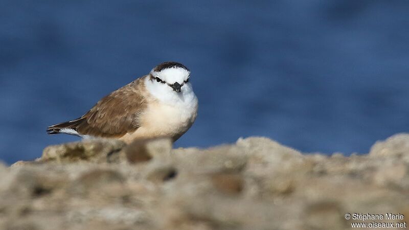 White-fronted Plover