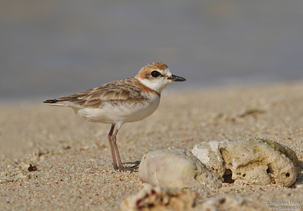 Gravelot de Péron - Pluvier de Péron<br />adulte