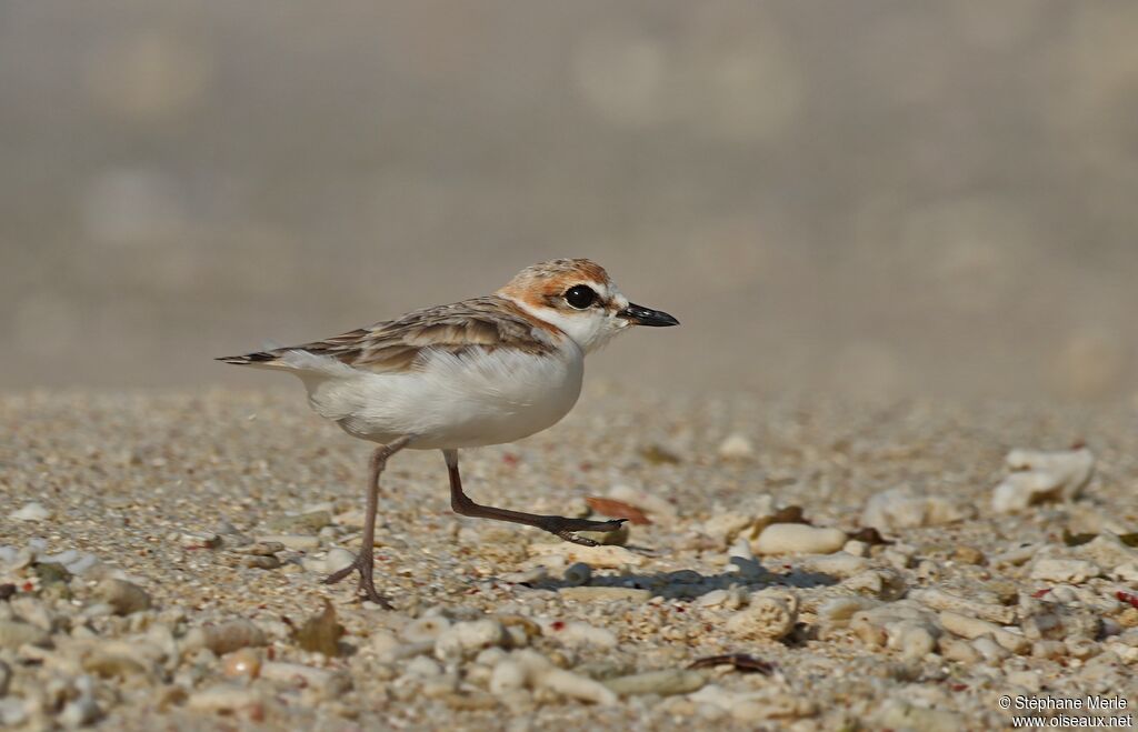 Malaysian Plover - Pluvier de Péron<br />