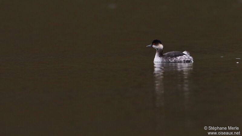 Black-necked Grebeadult post breeding