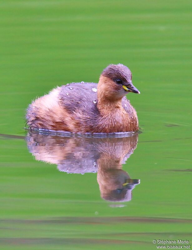 Little Grebeadult post breeding