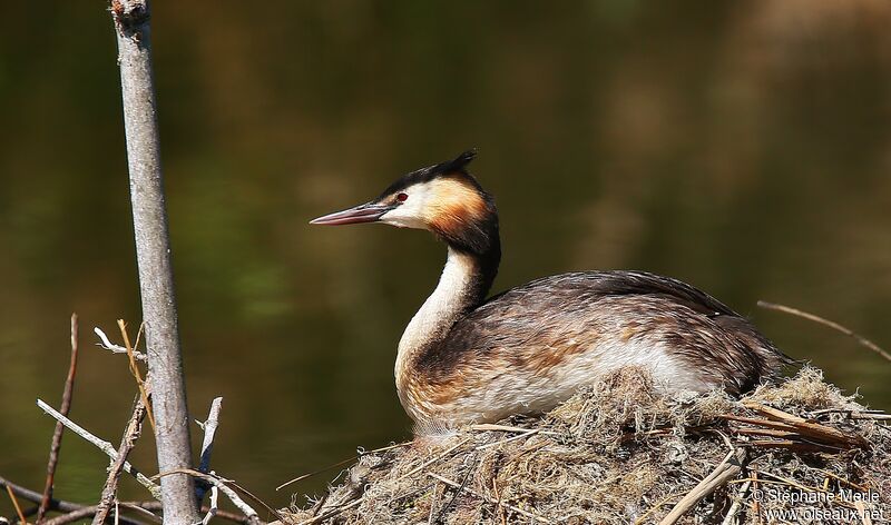 Great Crested Grebeadult breeding