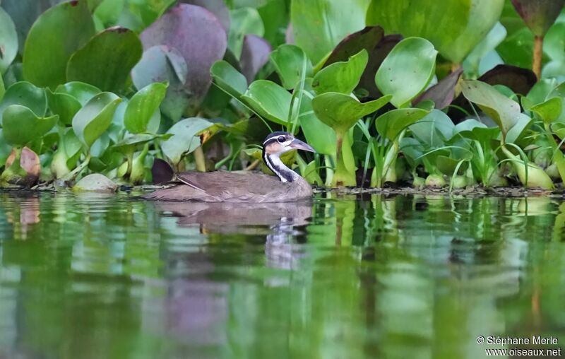 Sungrebe female adult