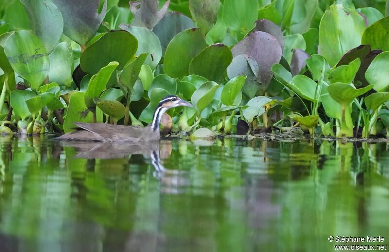 Sungrebe female adult