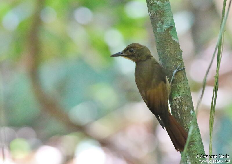 Tawny-winged Woodcreeperadult