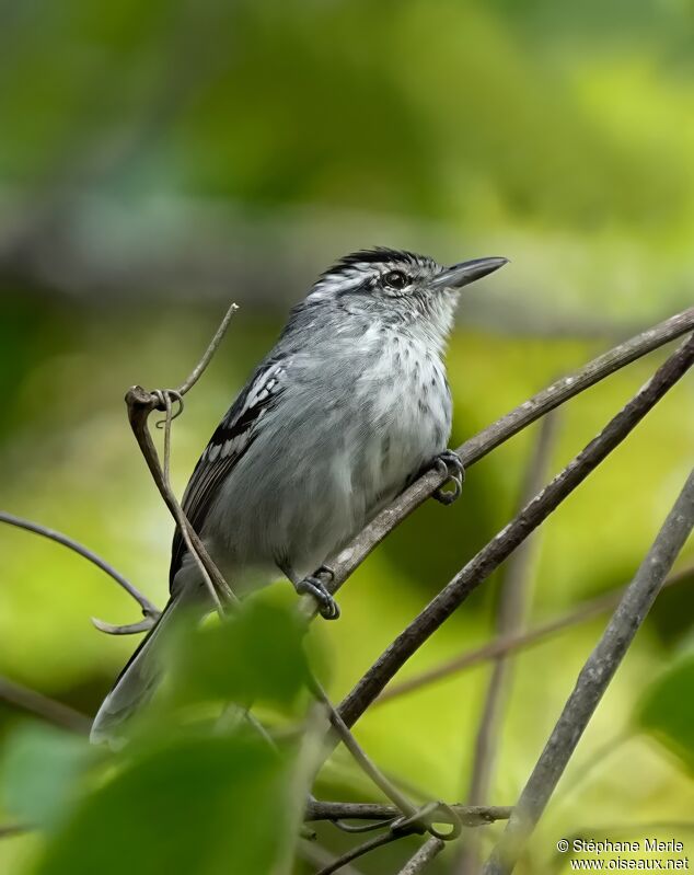 Large-billed Antwren male adult