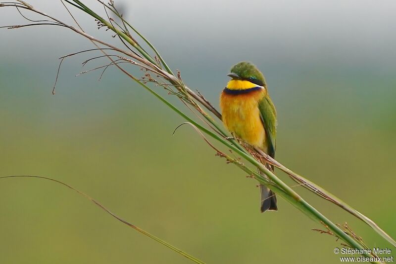 Blue-breasted Bee-eateradult