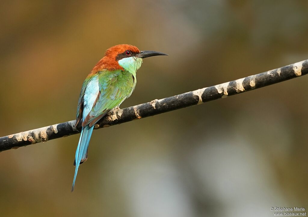 Guêpier à gorge verteadulte nuptial