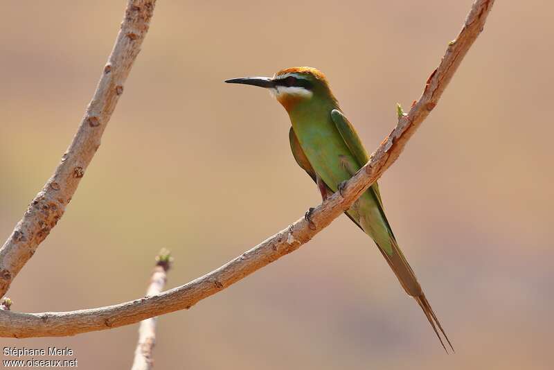 Guêpier de Madagascaradulte, identification