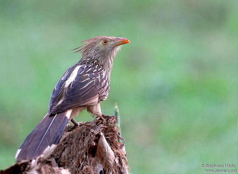 Guira Cuckooadult