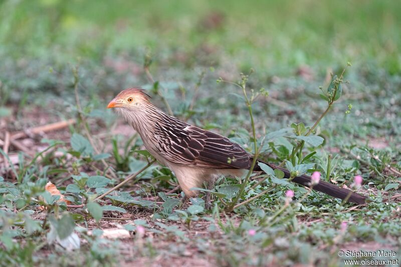 Guira Cuckooadult