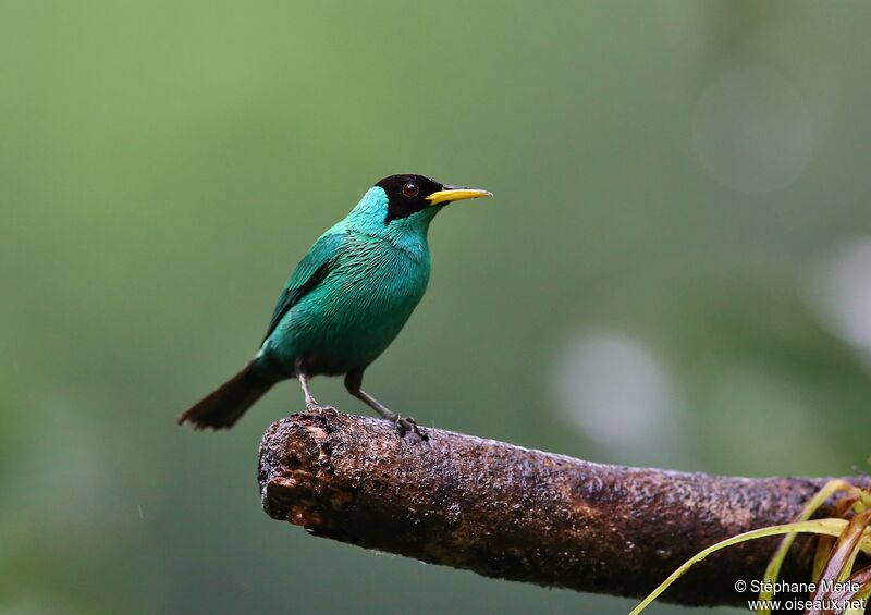 Green Honeycreeper male adult