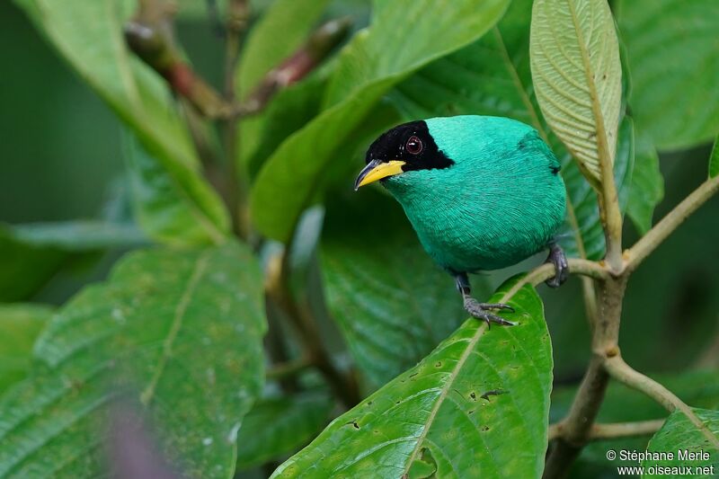 Green Honeycreeper male adult