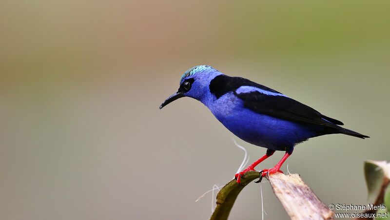 Red-legged Honeycreeper male adult