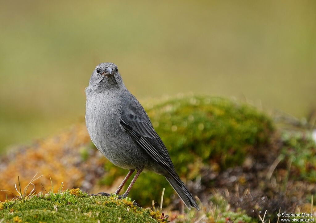 Haplospize gris-de-plomb