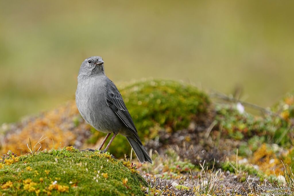 Haplospize gris-de-plomb
