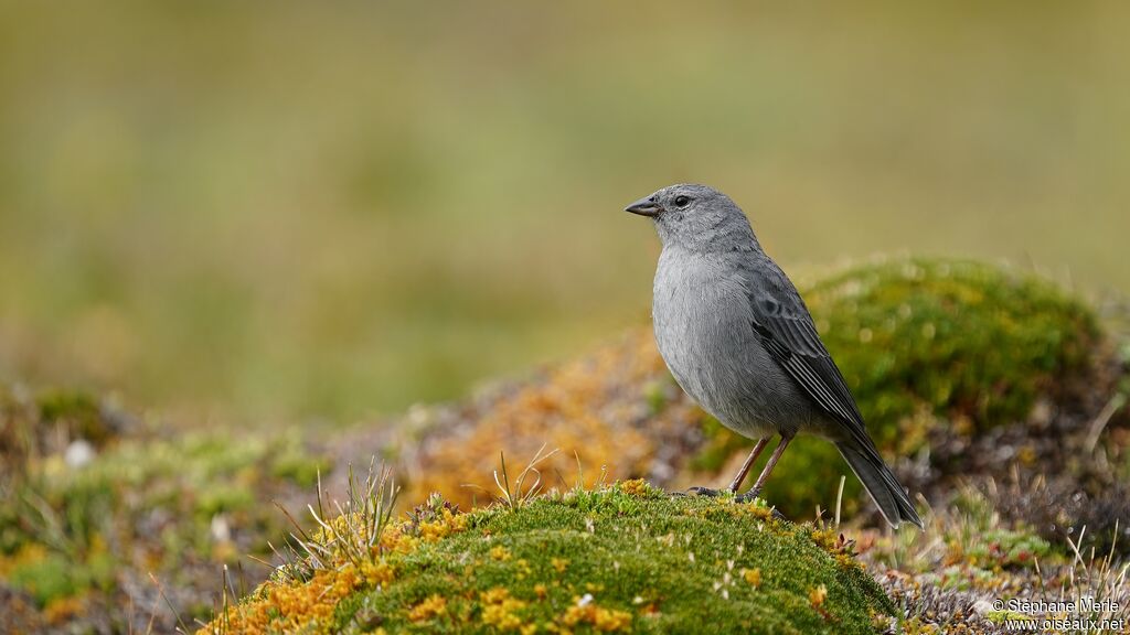 Haplospize gris-de-plomb
