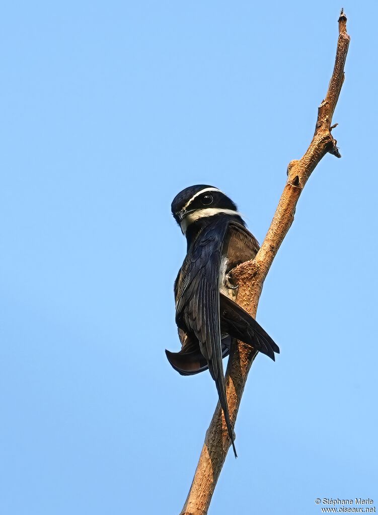 Whiskered Treeswift