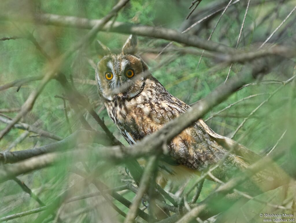 Long-eared Owladult