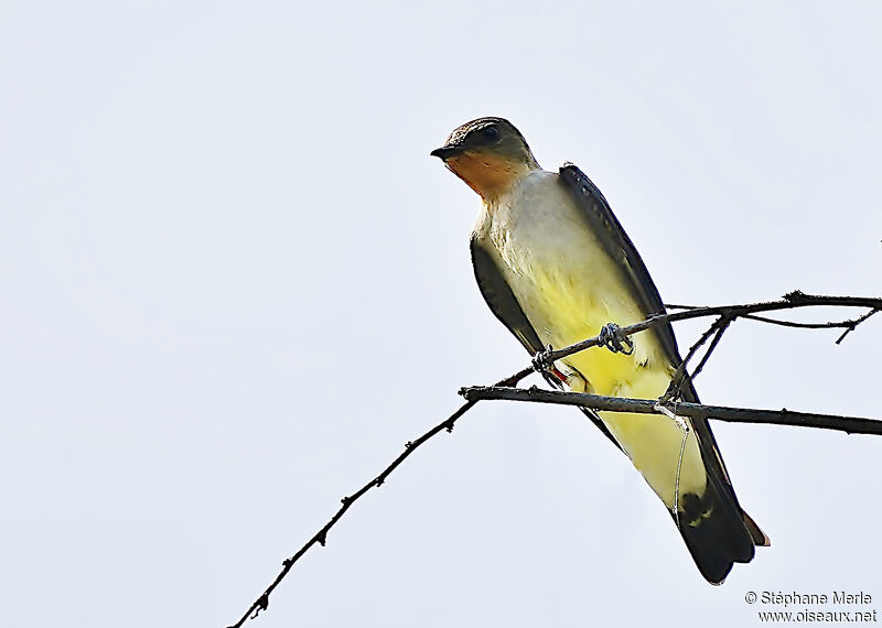 Southern Rough-winged Swallowadult