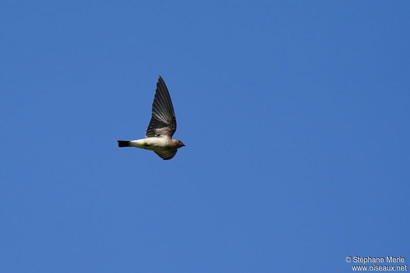 Southern Rough-winged Swallowadult