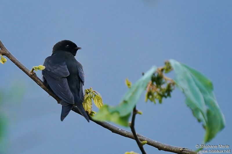 Black Saw-wingadult