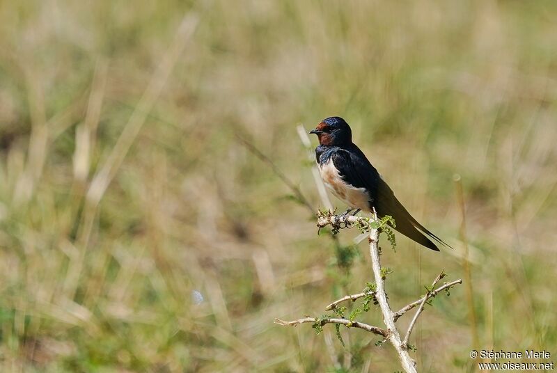 Barn Swallowadult