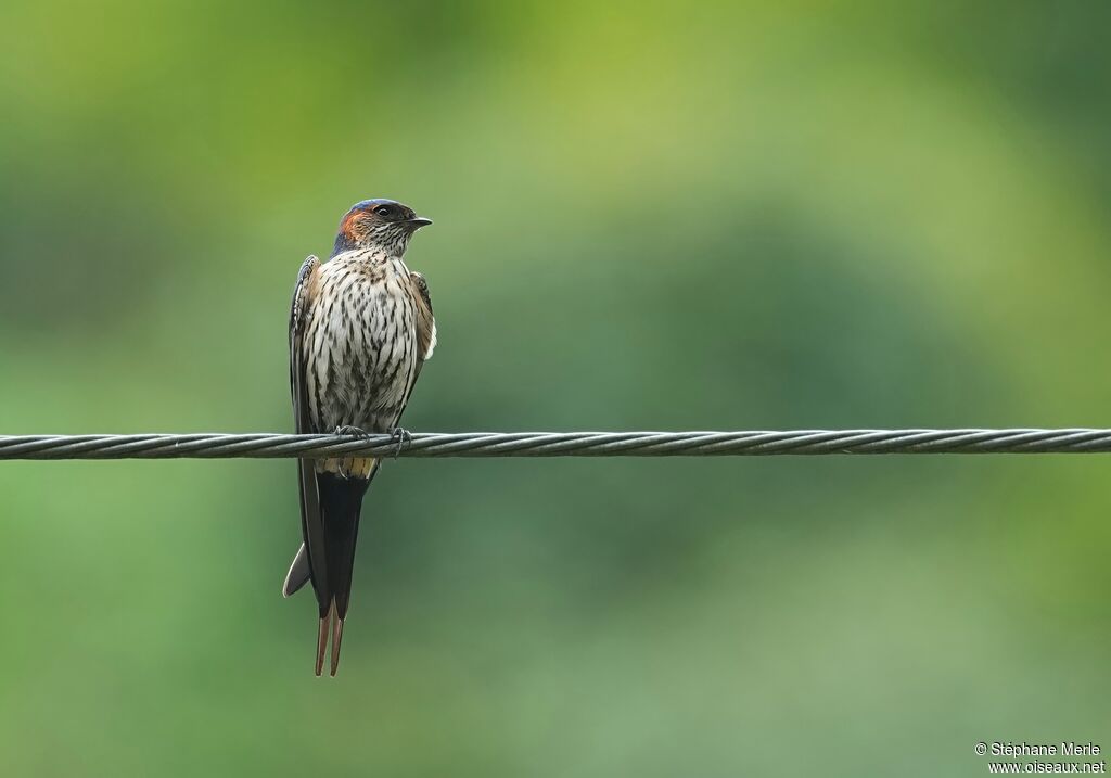 Hirondelle striolée