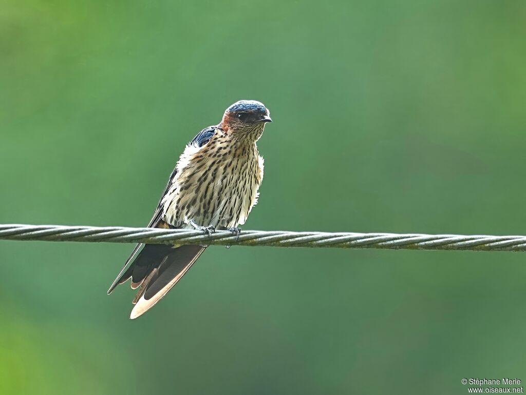 Hirondelle striolée