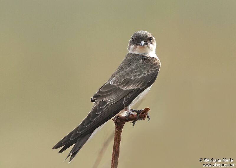 Brown-chested Martinadult