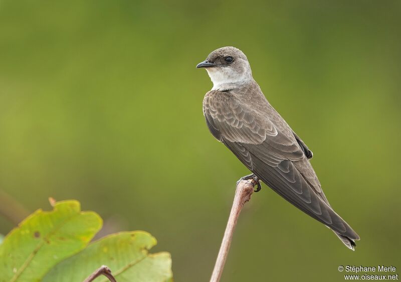 Brown-chested Martinadult