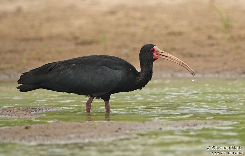 Ibis à face nueadulte