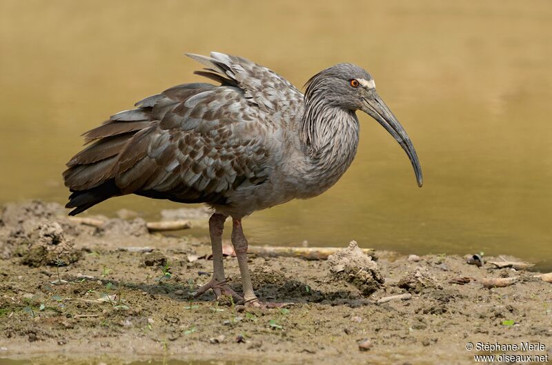 Ibis plombéadulte