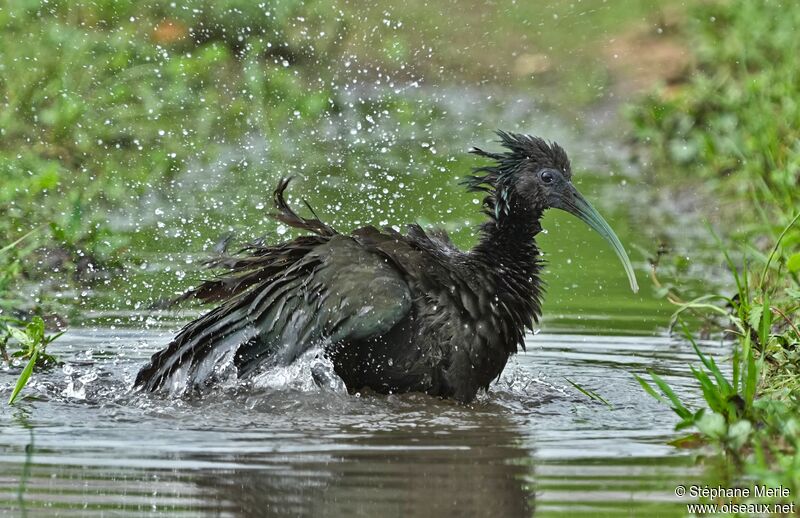 Ibis vert2ème année