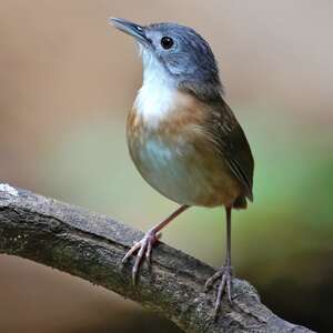 Akalat à tête cendrée