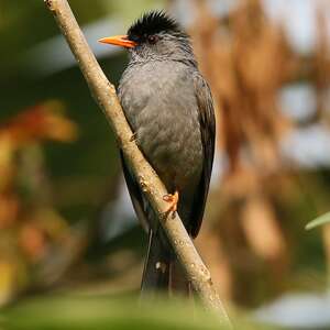 Bulbul de Madagascar