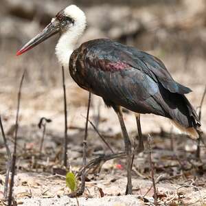 Cigogne à pattes noires