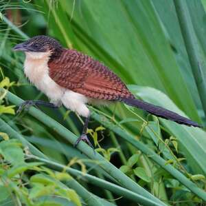 Coucal à nuque bleue