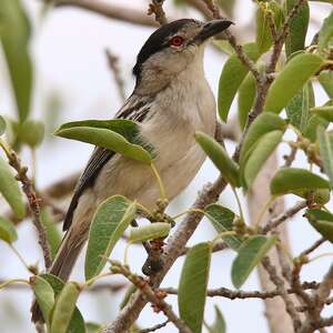 Cubla boule-de-neige
