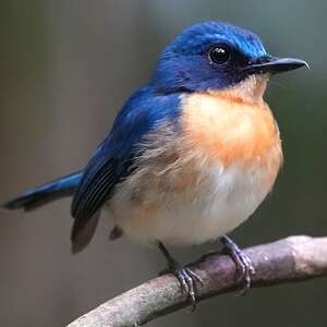 Gobemouche de Balabac