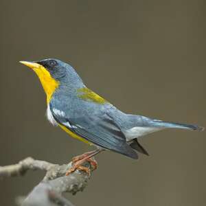 Paruline à joues noires