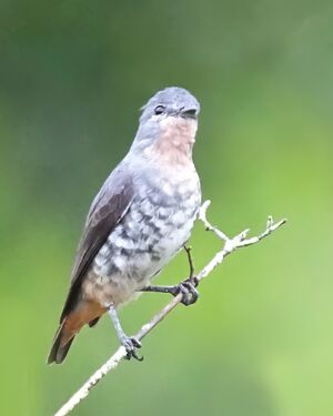 Iodopleure manakin